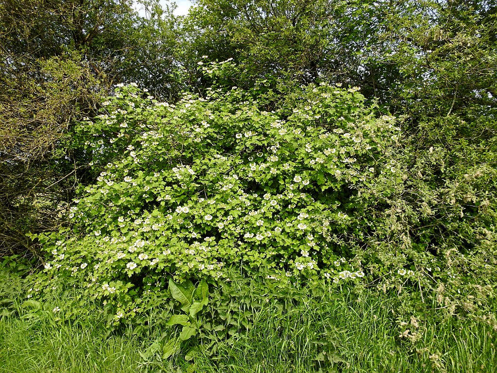 Gelderse roos [14554] 13-mei-2018 (Vechtdal, Arrien).jpg - Gelderse roos [Viburnum opulus]